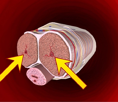 Targets Key Tissues