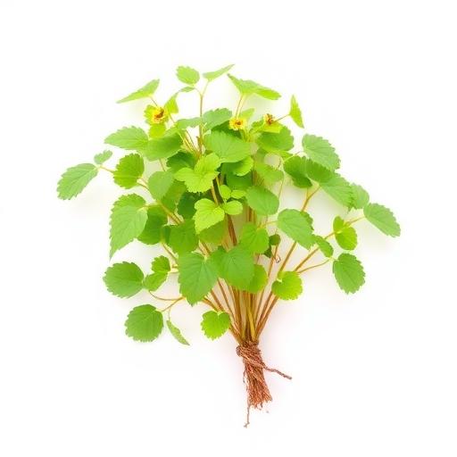 Horny Goat Weed